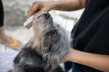 Cute dog at grooming salonの写真素材
