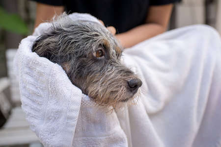 Cute dog at grooming salonの写真素材