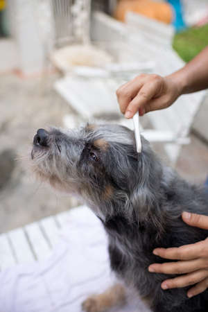 Cute dog at grooming salonの写真素材