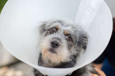 Close up  Sick dog wearing a Schnauzer collarの写真素材