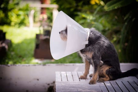 Sick dog wearing a Schnauzer collarの写真素材