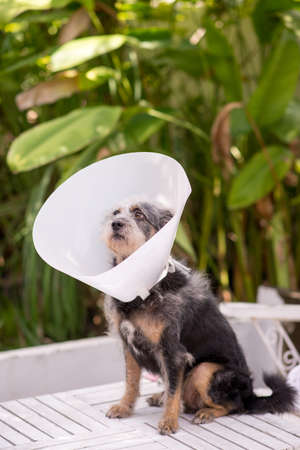 Sick dog wearing a Schnauzer collarの写真素材