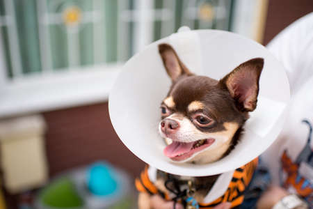 Sick dog,Chihuahua wearing a funnel collarの写真素材