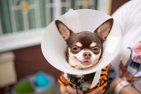 Sick Chihuahua wearing a funnel collarの写真素材