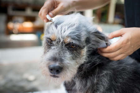 Close up of female hands grooming dog in salon.の写真素材