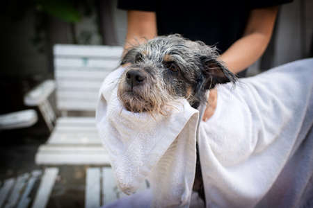 cute dog is combing by male groomer and is looking to the camera.の写真素材