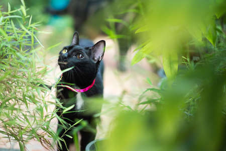Black cat in autumn close up photo. Animal portraitの写真素材