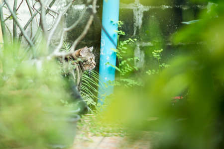 Cat in autumn close up photo. Animal portraitの写真素材