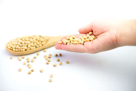 Soy bean in spoon an on hand on isolatedの写真素材