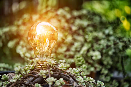 In search of best idea in natureの写真素材