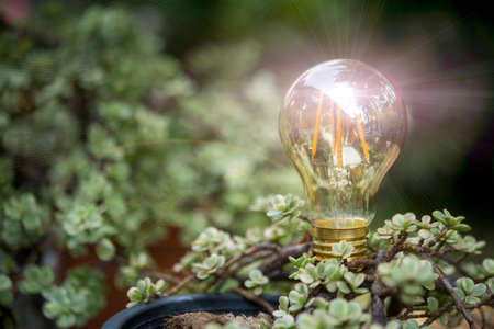 light bulb on grass with sunset power energy concept natureの写真素材