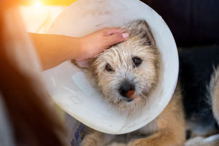 Cute dog wearing a funnel collar Because sickの写真素材