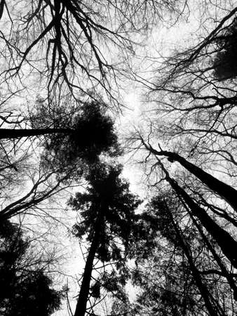 Spring woodland scene with trees silhouetted against an early morning misty skyの写真素材