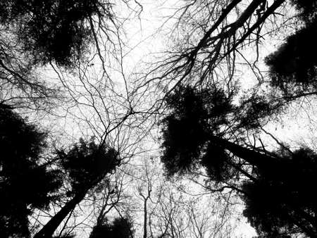 Spring woodland scene with trees silhouetted against an early morning misty sky