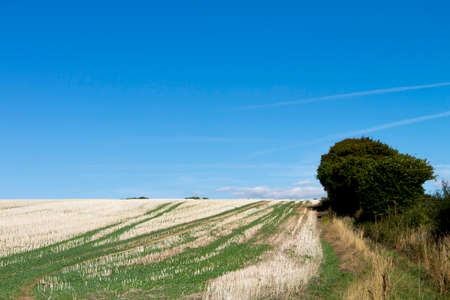 Crop stubble after harvest left on farmland field in rural Hampshire set against a clear blue skyの写真素材