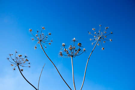 Giant Hogweed seed heads, the sap of the plant is phototoxic and causes phytophotodermatitis in...