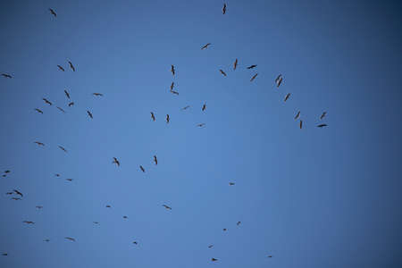 Flock of birds over farmland silhouetted against a clear sky
