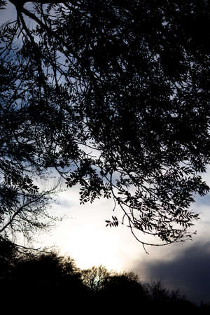 Silhouetted autumn trees at dusk against an cloudy skyの写真素材