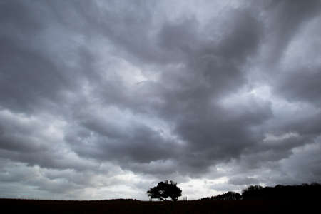 Silhouetted windswept stunted tree on farm grassland field in rural Hampshire against dramatic rain...