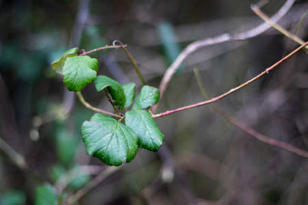 Springtime new leaf growth on tree with shallow depth of field