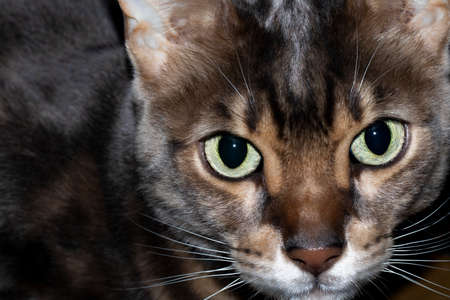 Male five year old Corsican Blue Marbled Bengal domestic cat, breed derived from the Asian Leopardの写真素材
