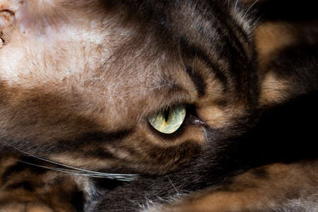 Male five year old Corsican Blue Marbled Bengal domestic cat, breed derived from the Asian Leopardの写真素材