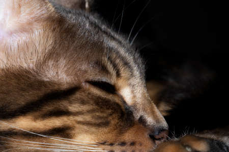 Male five year old Corsican Blue Marbled Bengal domestic cat, breed derived from the Asian Leopard