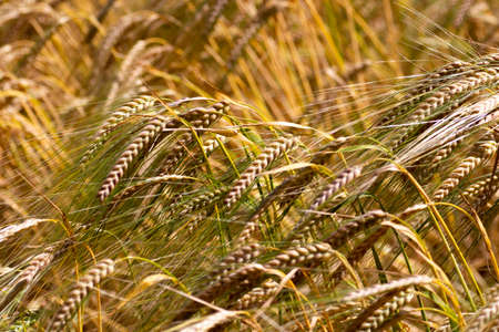 Wheat crop ripe for harvest in field in rural Hampshire with shallow depth of field