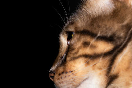 Male five year old Corsican Blue Marbled Bengal domestic cat, breed derived from the Asian Leopard