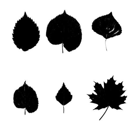 Silhouette leaves of trees Set. Vector illustrationのイラスト素材