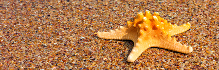 Starfish on coast. Summer backgroundの写真素材
