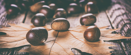 chestnutの写真素材