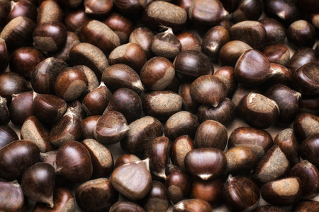 chestnutの写真素材