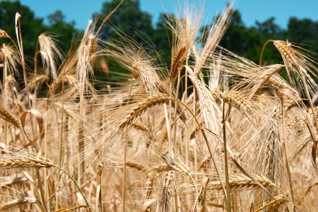 wheat fieldの写真素材