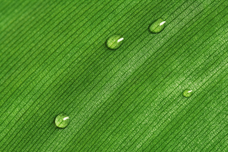 Dew drops on a green leaf