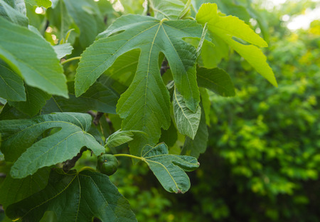 Ripening fig fruitsの写真素材