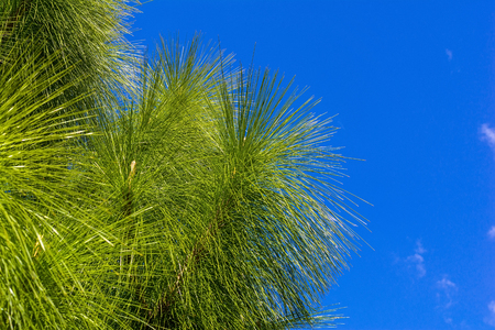 Fluffy pine branchの写真素材