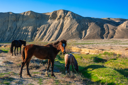 Horses grazing by a small river in the mountainsの写真素材
