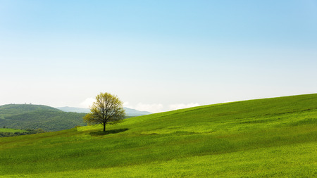 Lonely green tree in farm fieldの写真素材
