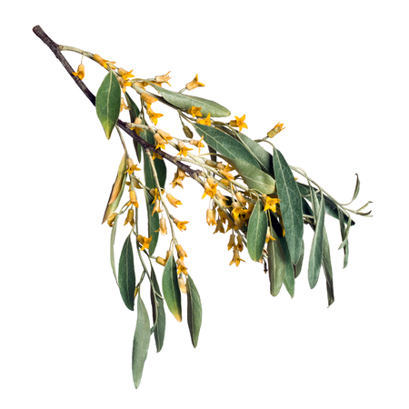 Elaeagnus angustifolia blooming on white backgroundの写真素材