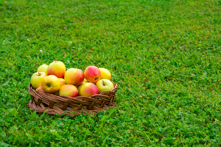 Apples in a wicker basketの写真素材