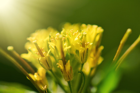 White mustard flowers macroの写真素材