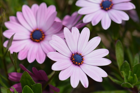 Violet pink Osteosperumum flower, african daisyの写真素材