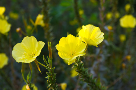 Evening Primrose flowersの写真素材