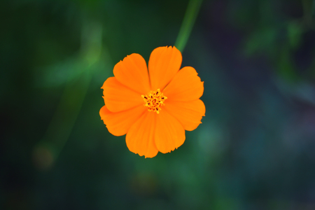 Orange cosmos flowerの写真素材