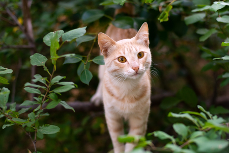 Homeless ginger beautiful cat on treeの写真素材