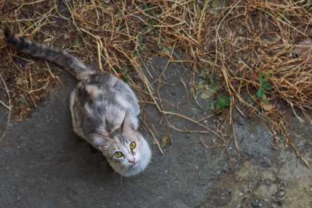 Beautiful homeless cat asks for foodの写真素材