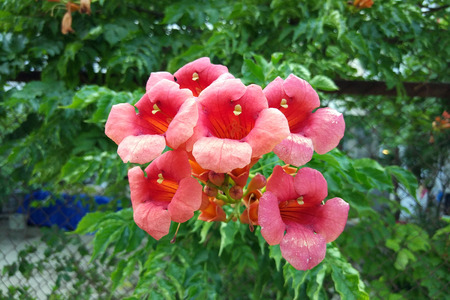 Trumpet Creeper Flamenco flowersの写真素材