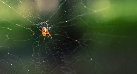 Spider in a webの写真素材