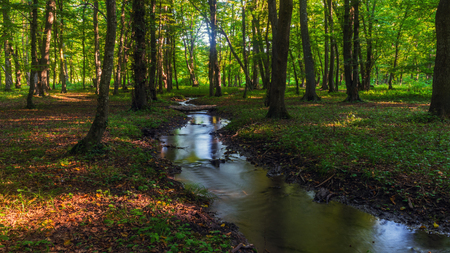 A creek in a green summer forestの写真素材